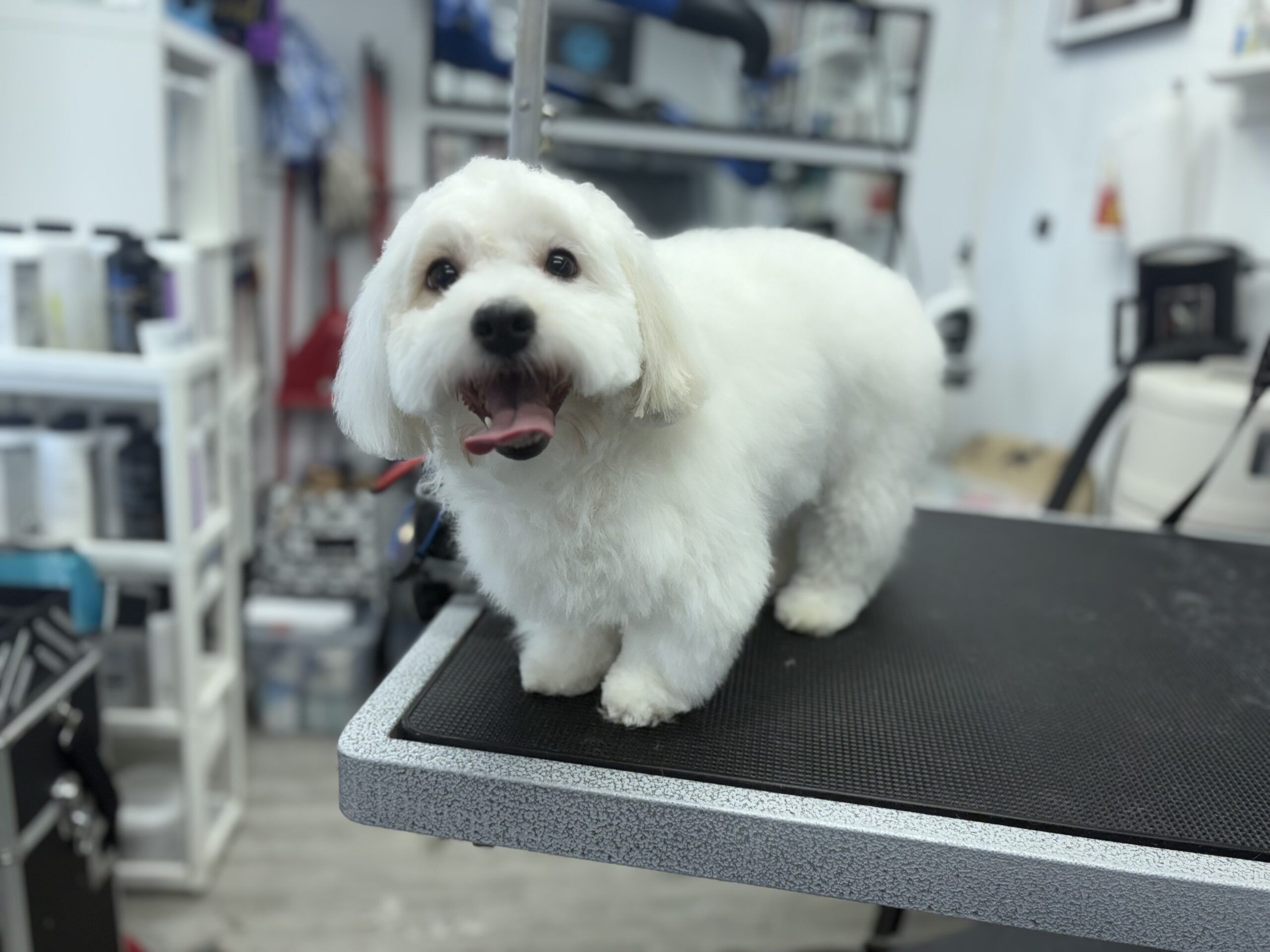 image d'animaux
