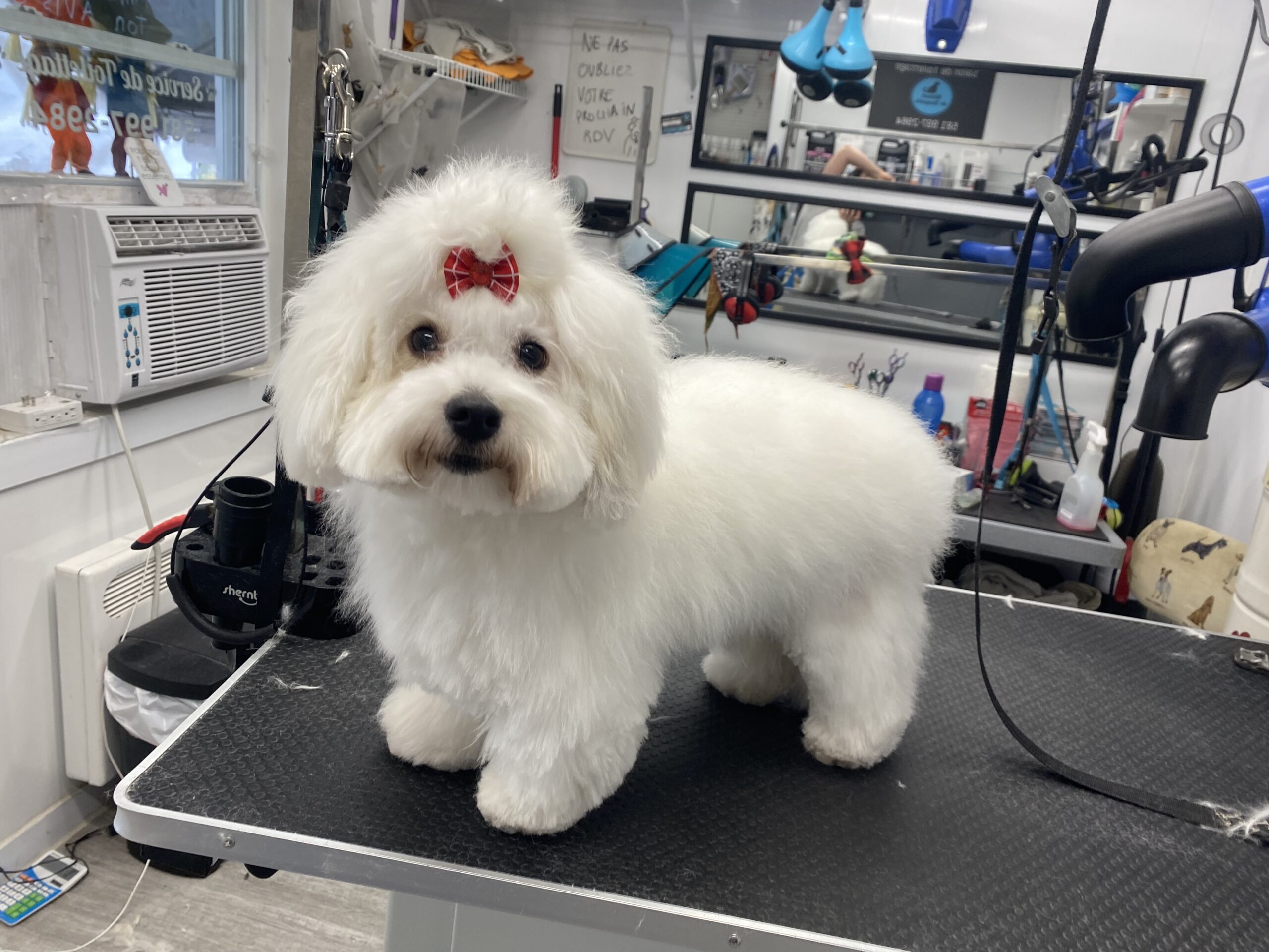 image d'animaux