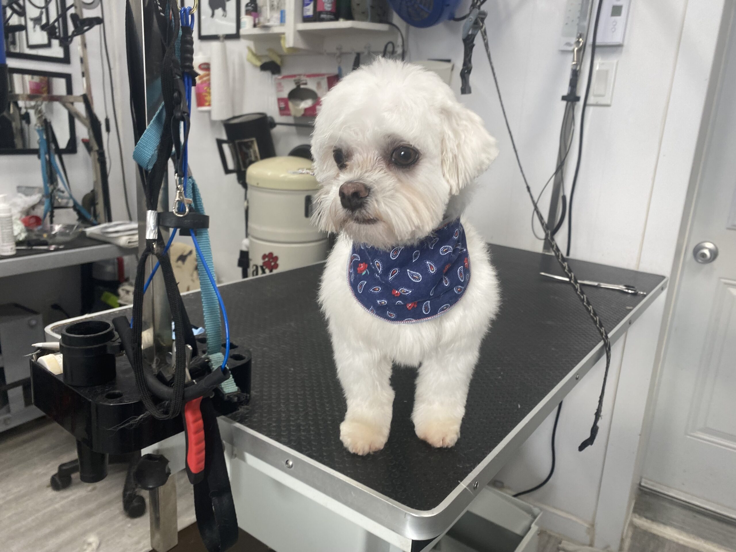 image d'animaux