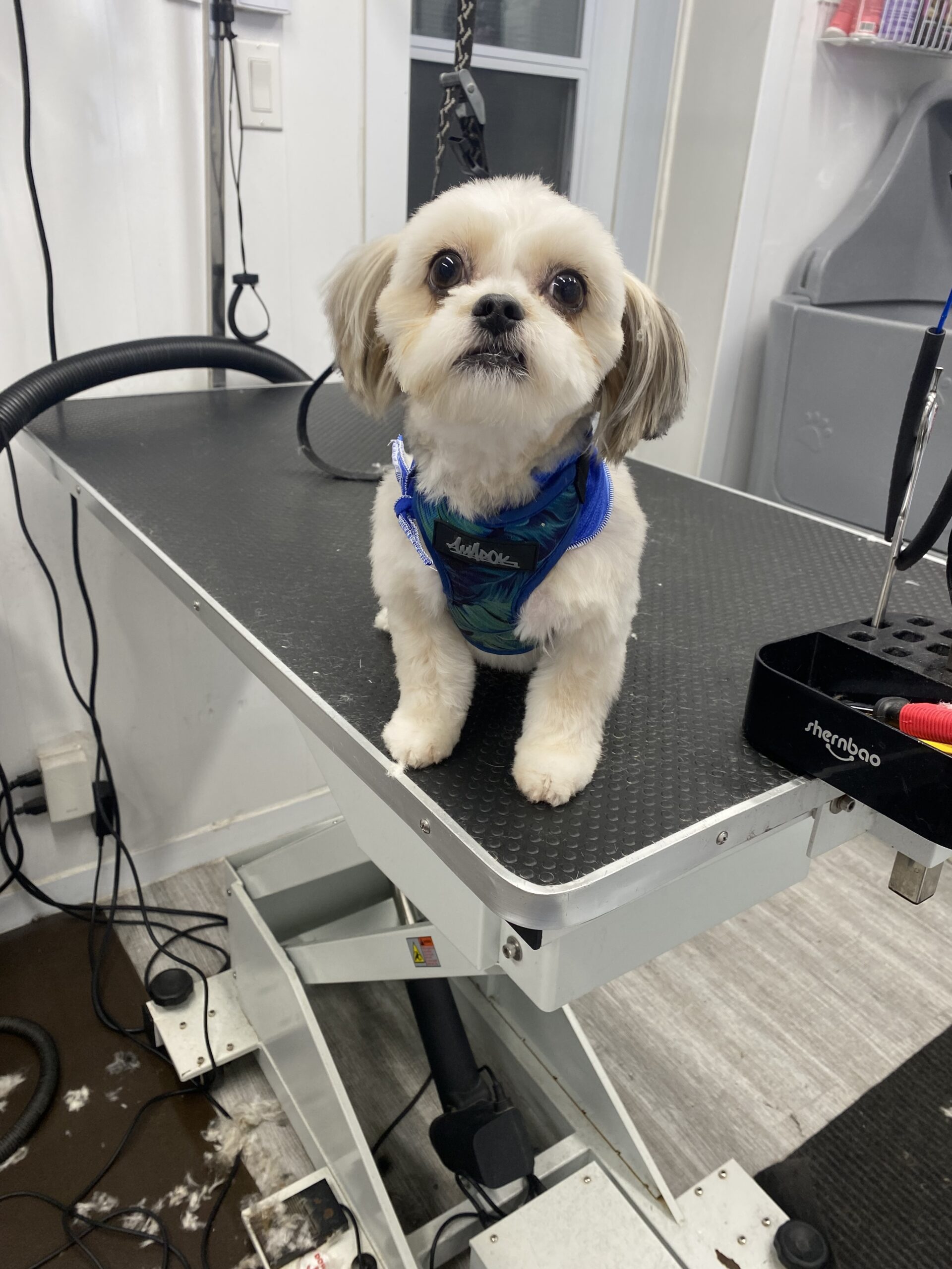 image d'animaux