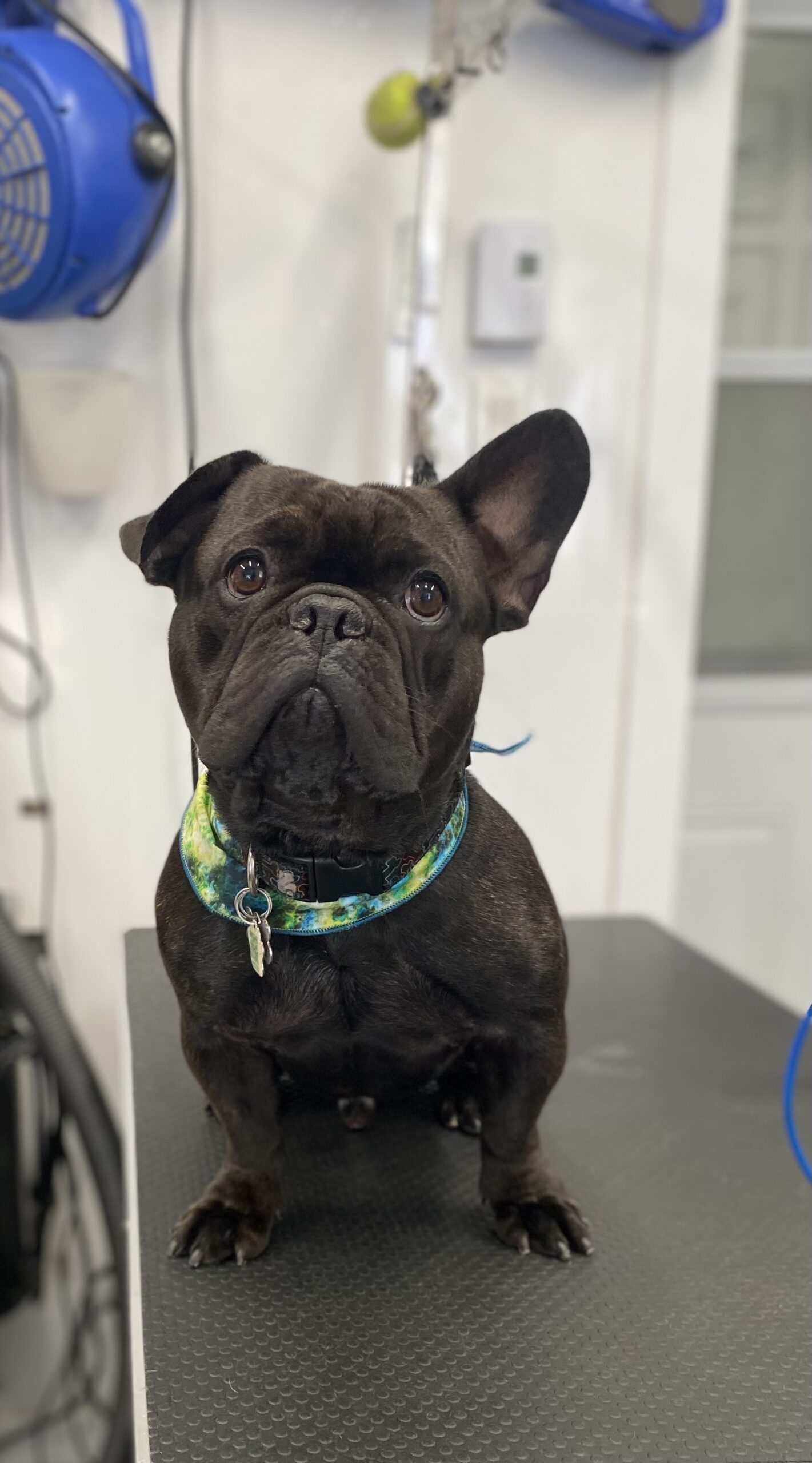 image d'animaux