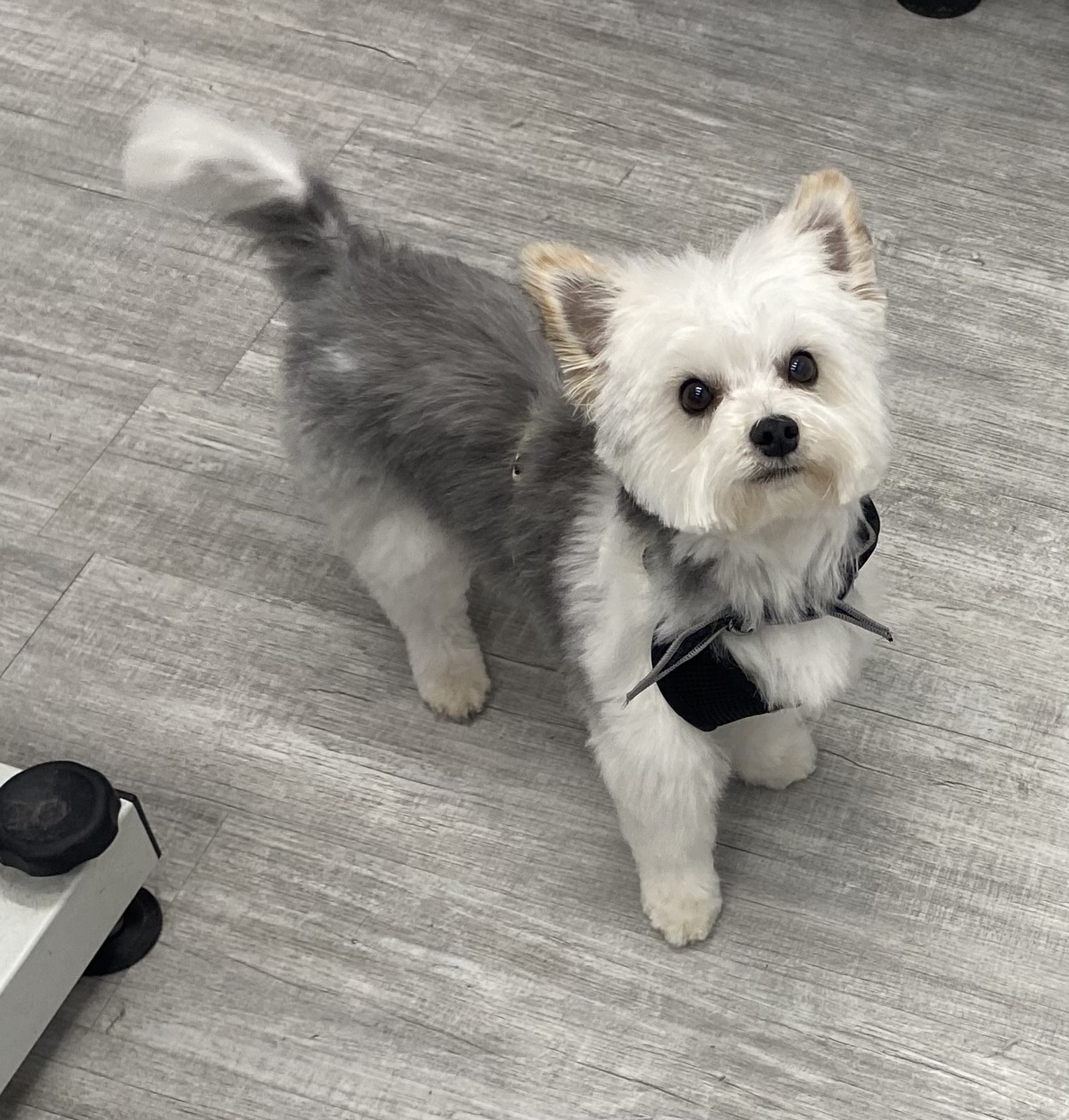 image d'animaux