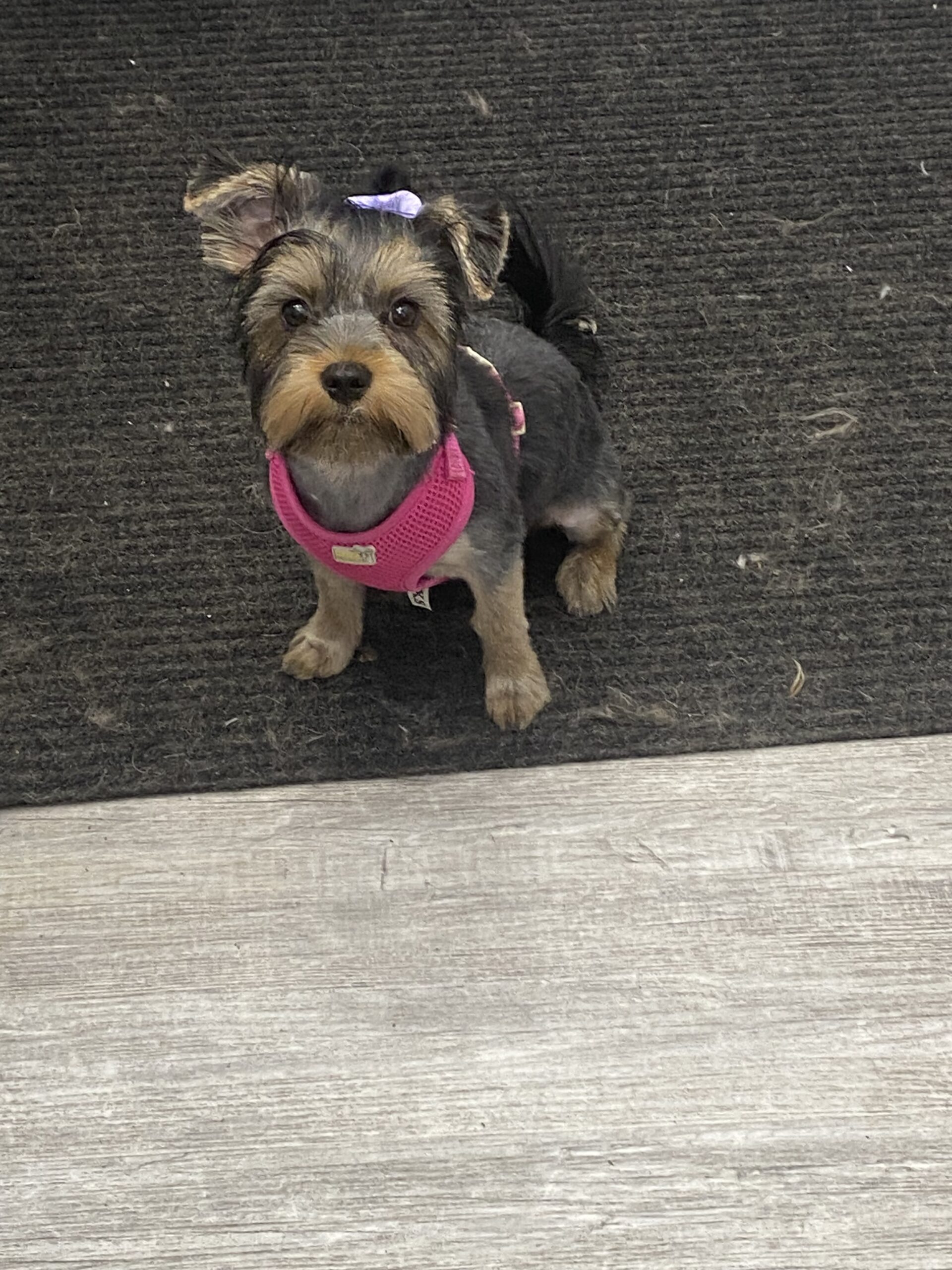 image d'animaux