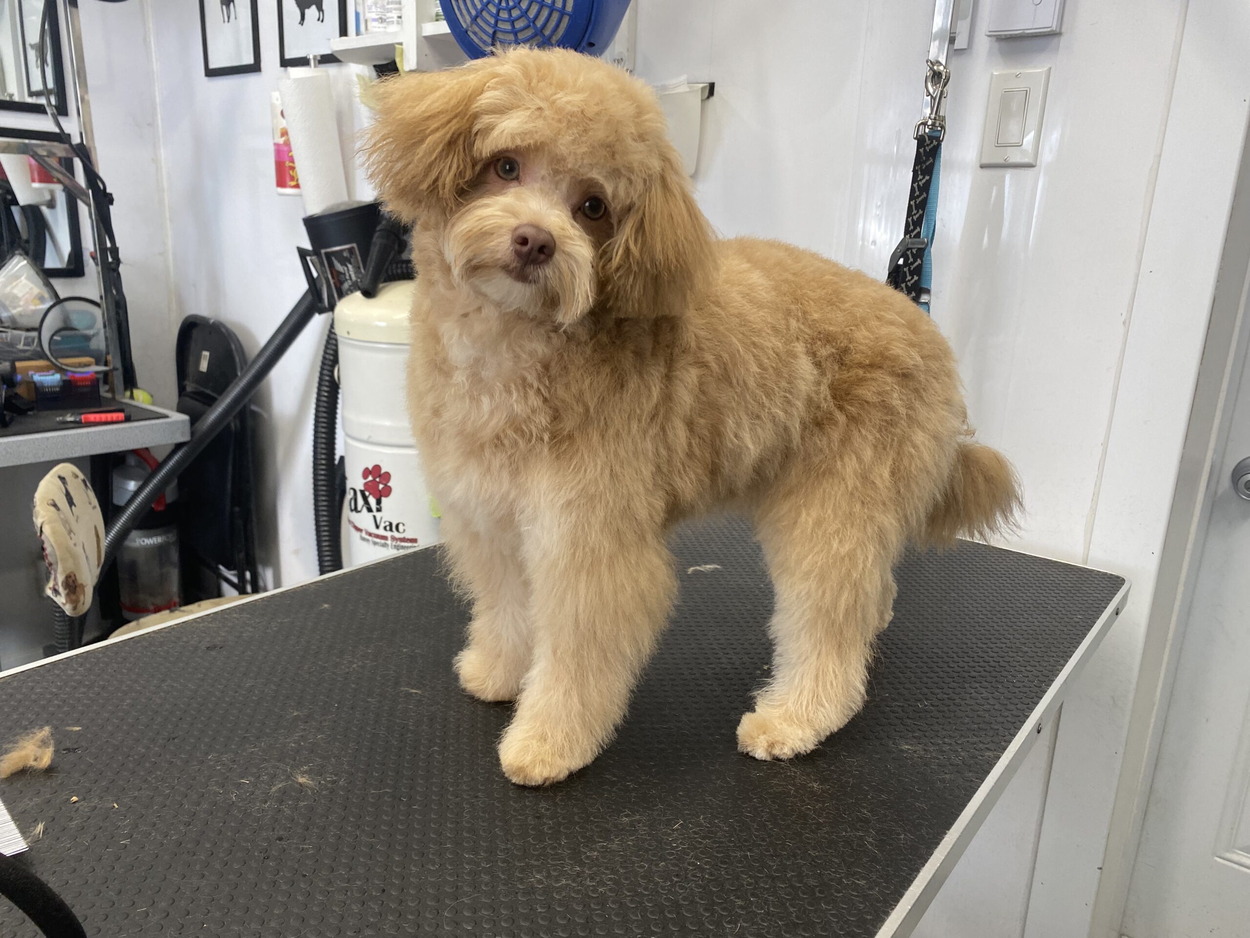 image d'animaux