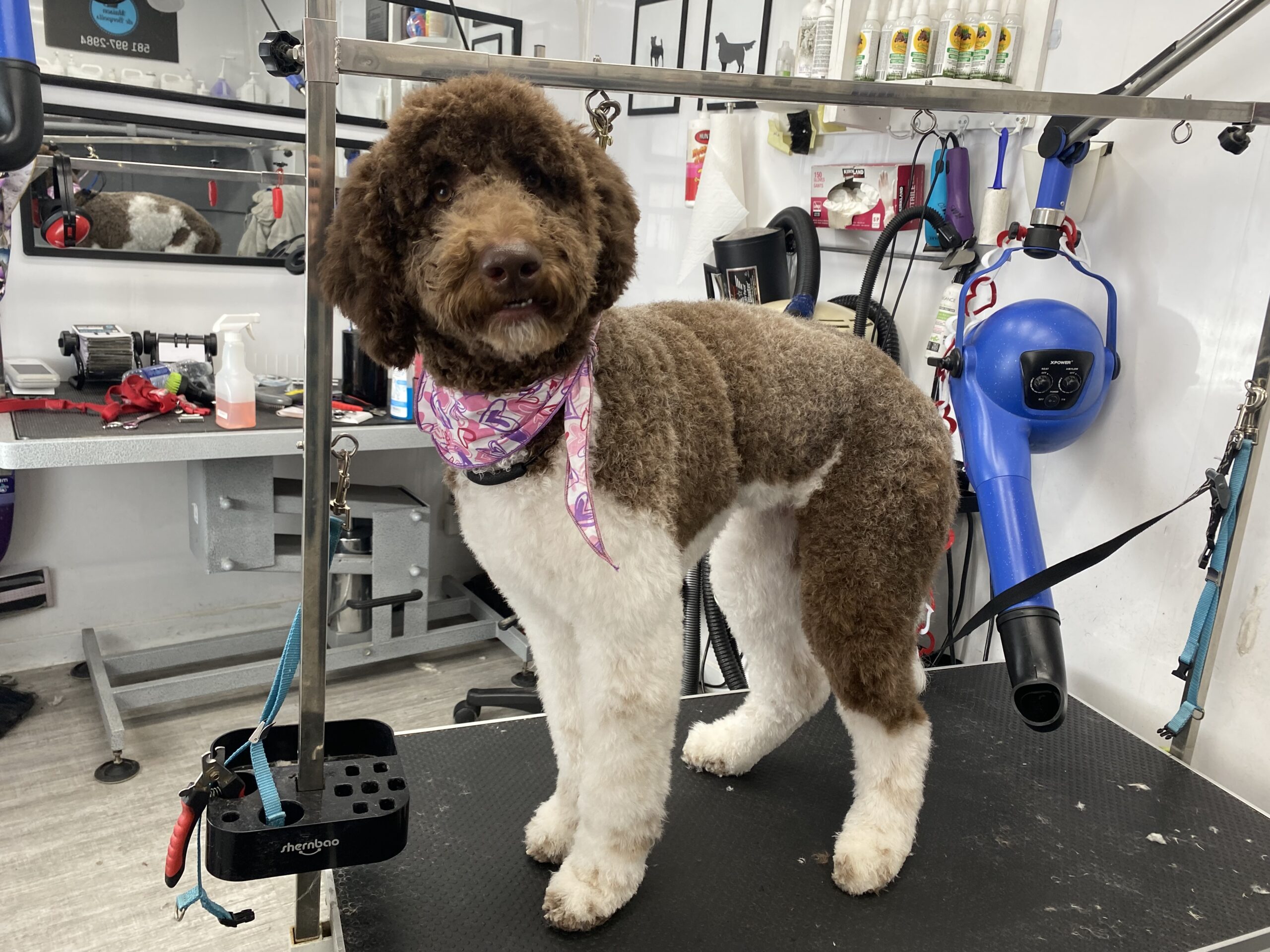 image d'animaux