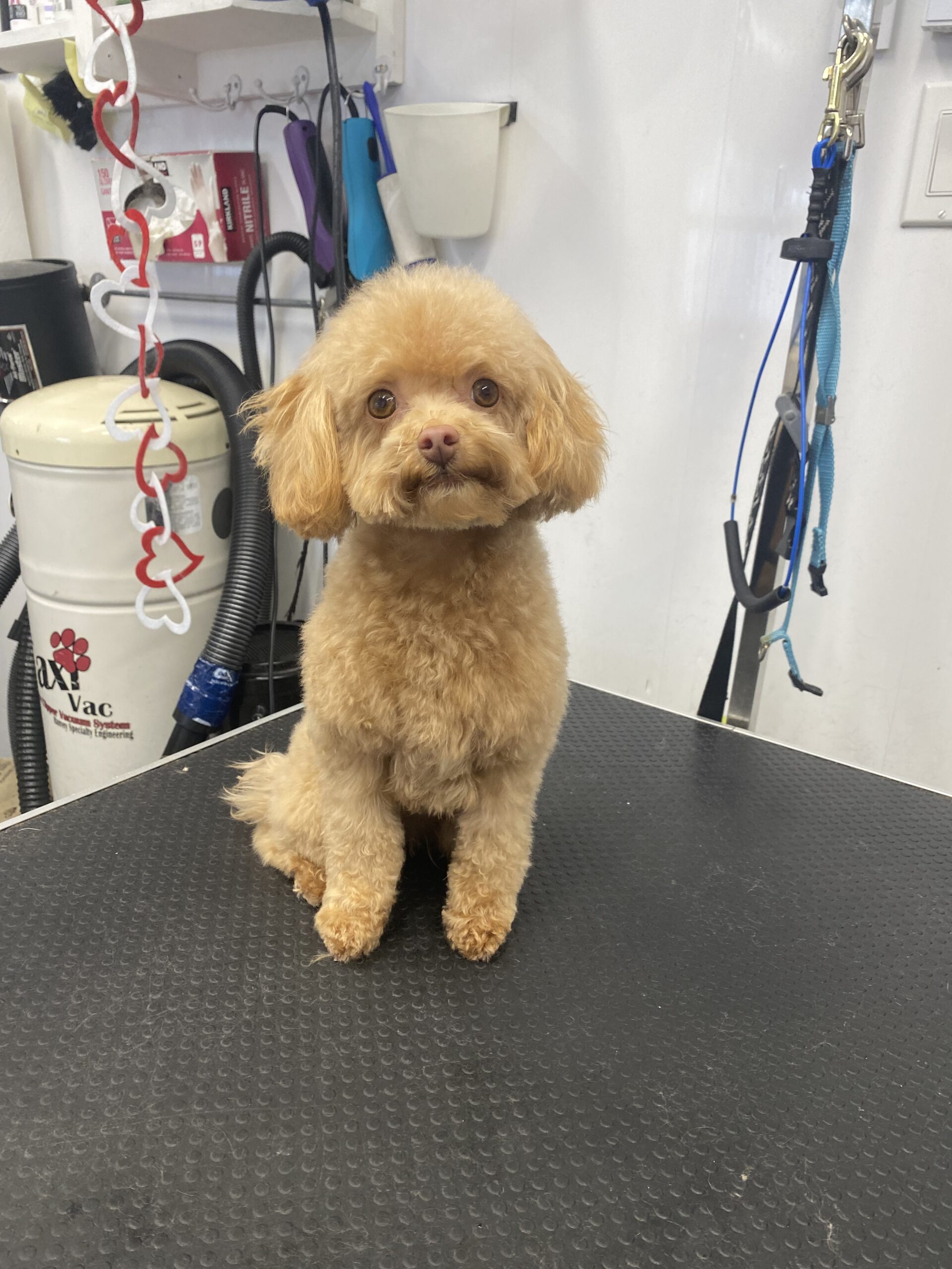 image d'animaux