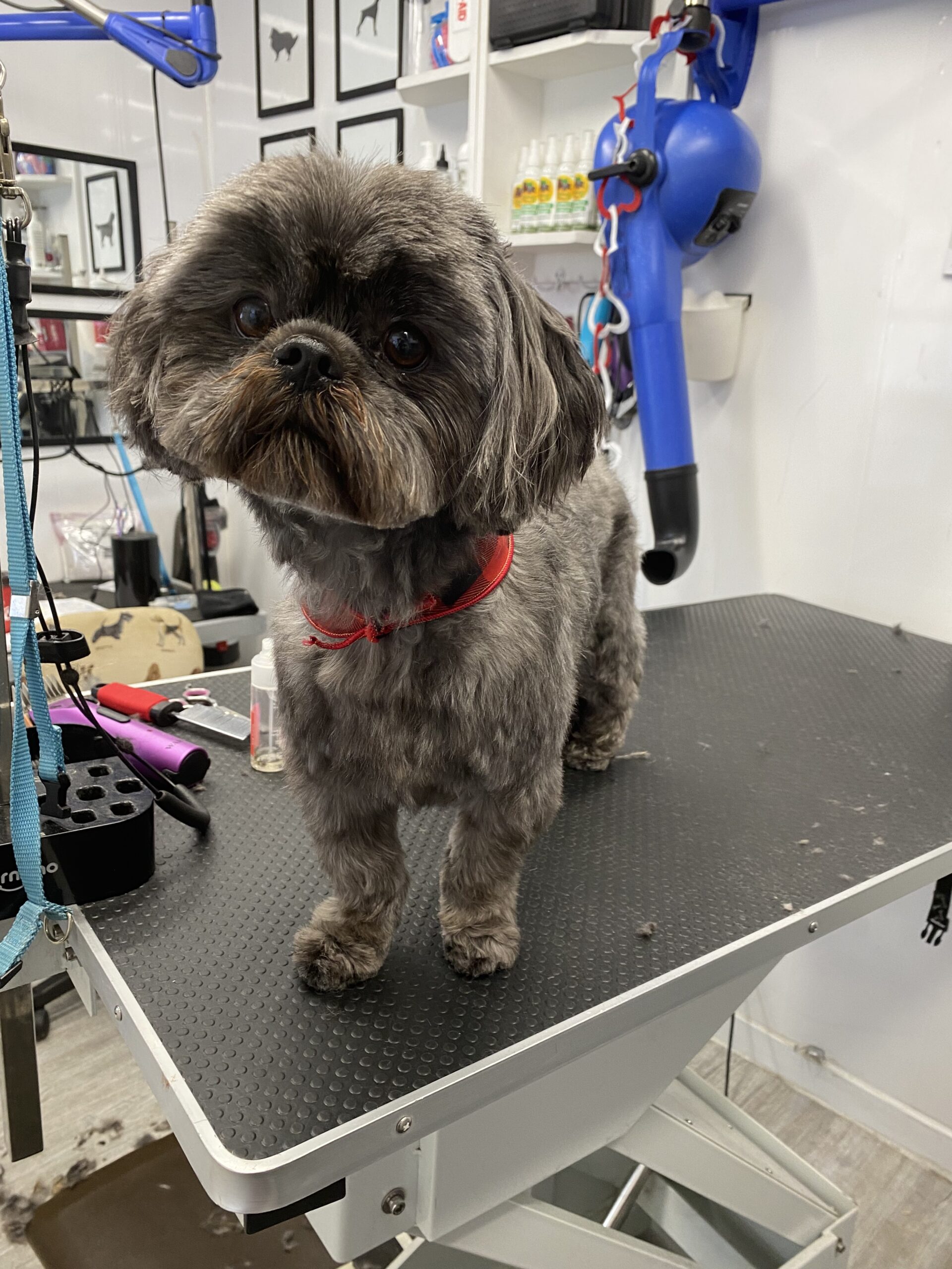 image d'animaux