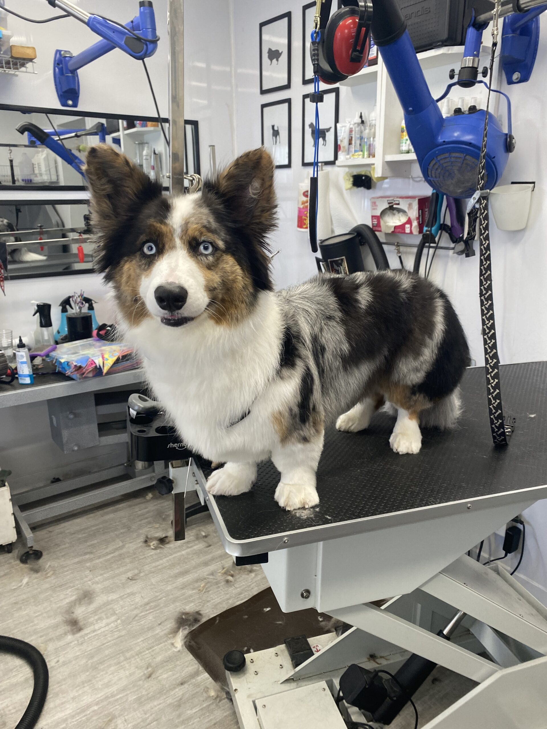 image d'animaux