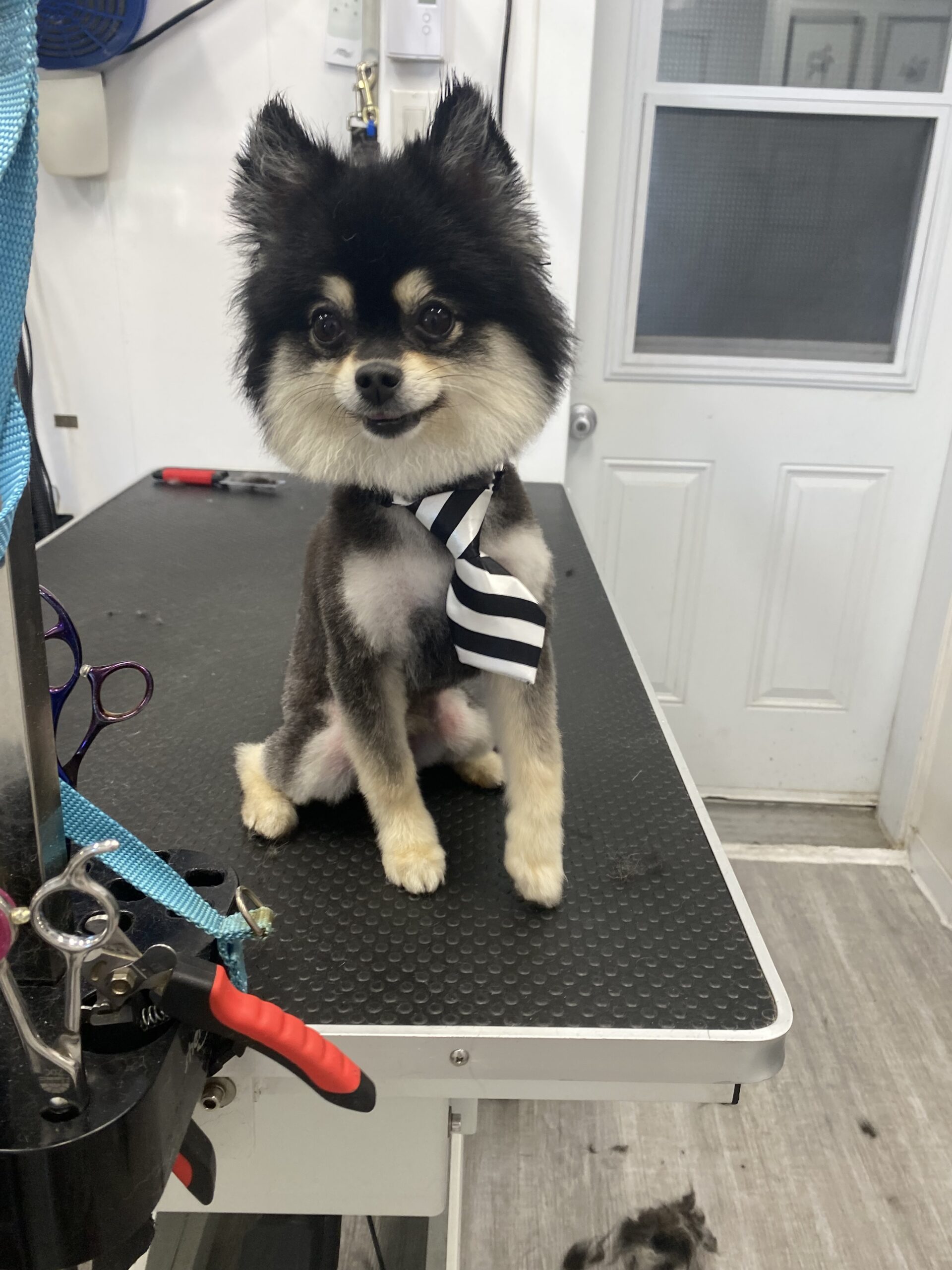 image d'animaux