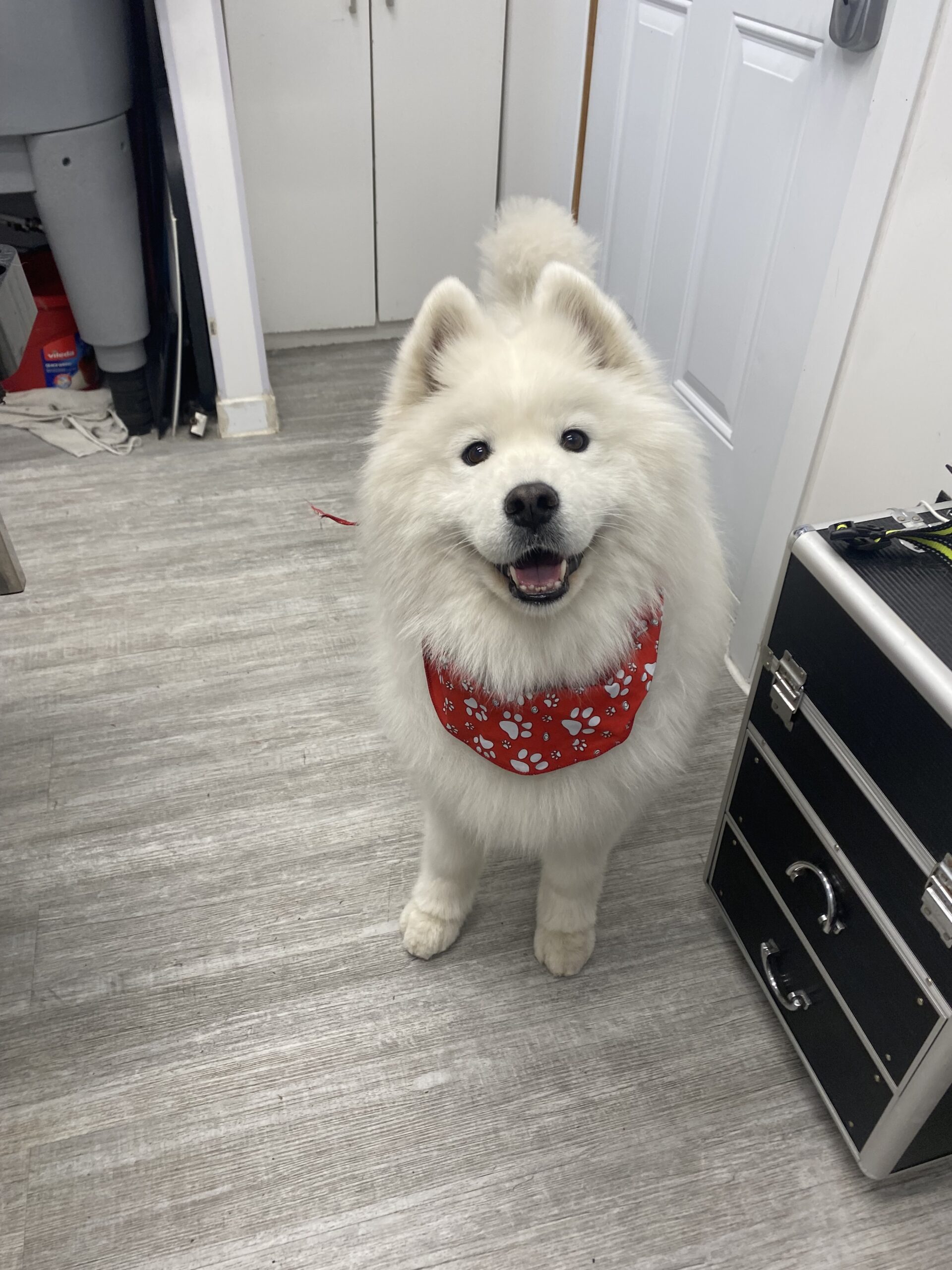 image d'animaux